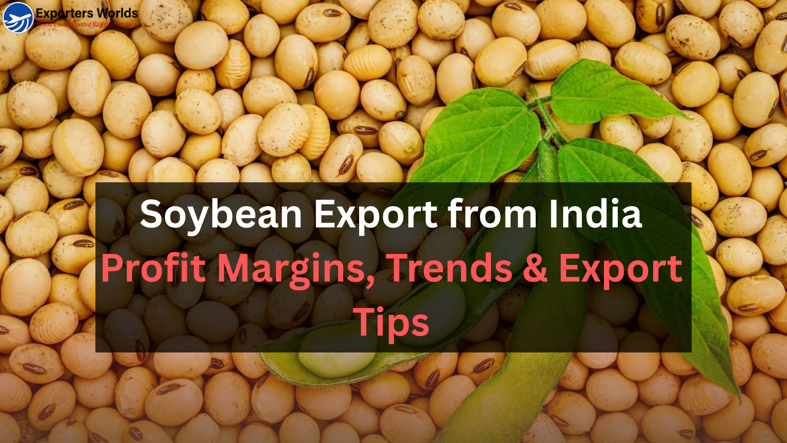 Soybean Export from India - Profit Margins, Trends & Export Tips