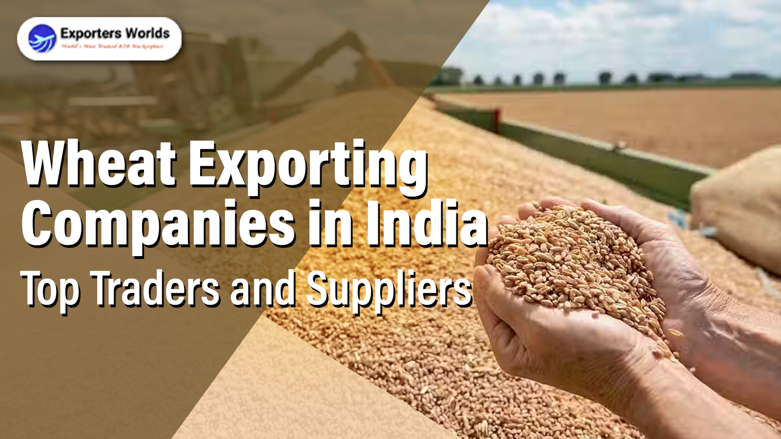 Wheat Exporting Companies in India – Top Traders and Suppliers