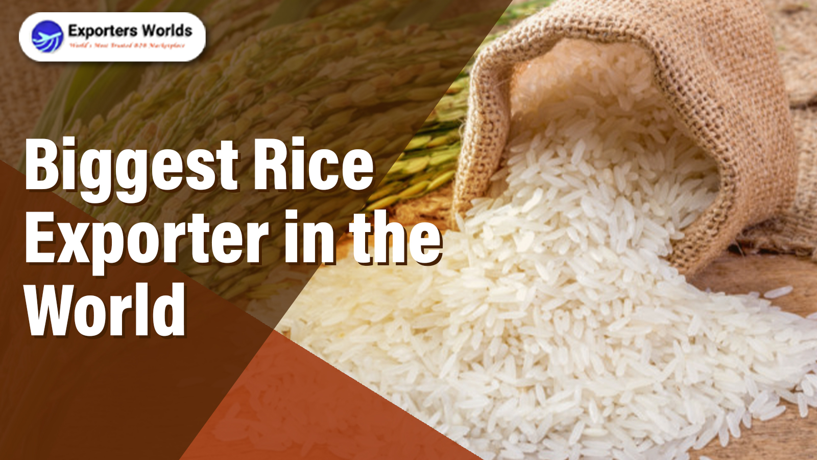 Biggest Rice Exporter in the World (2025–2026 Updated Analysis)