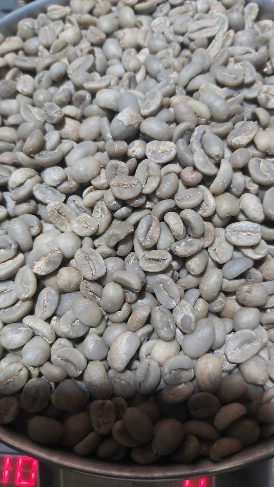 Grade 1 Gayo Arabica Wild Civet Coffee