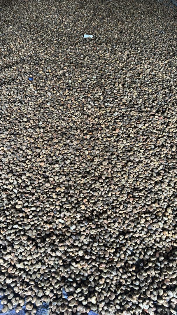 Raw Cashew Nut 