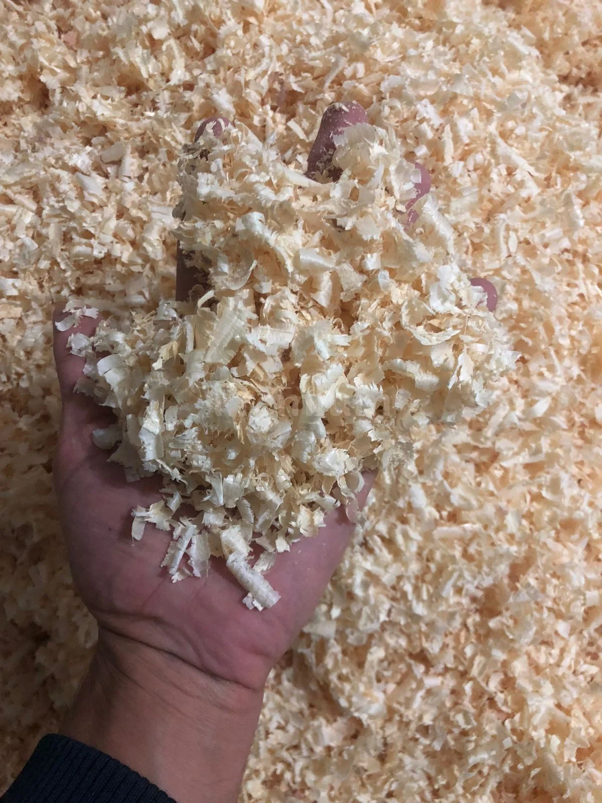 Premium Wood Chips for Sale