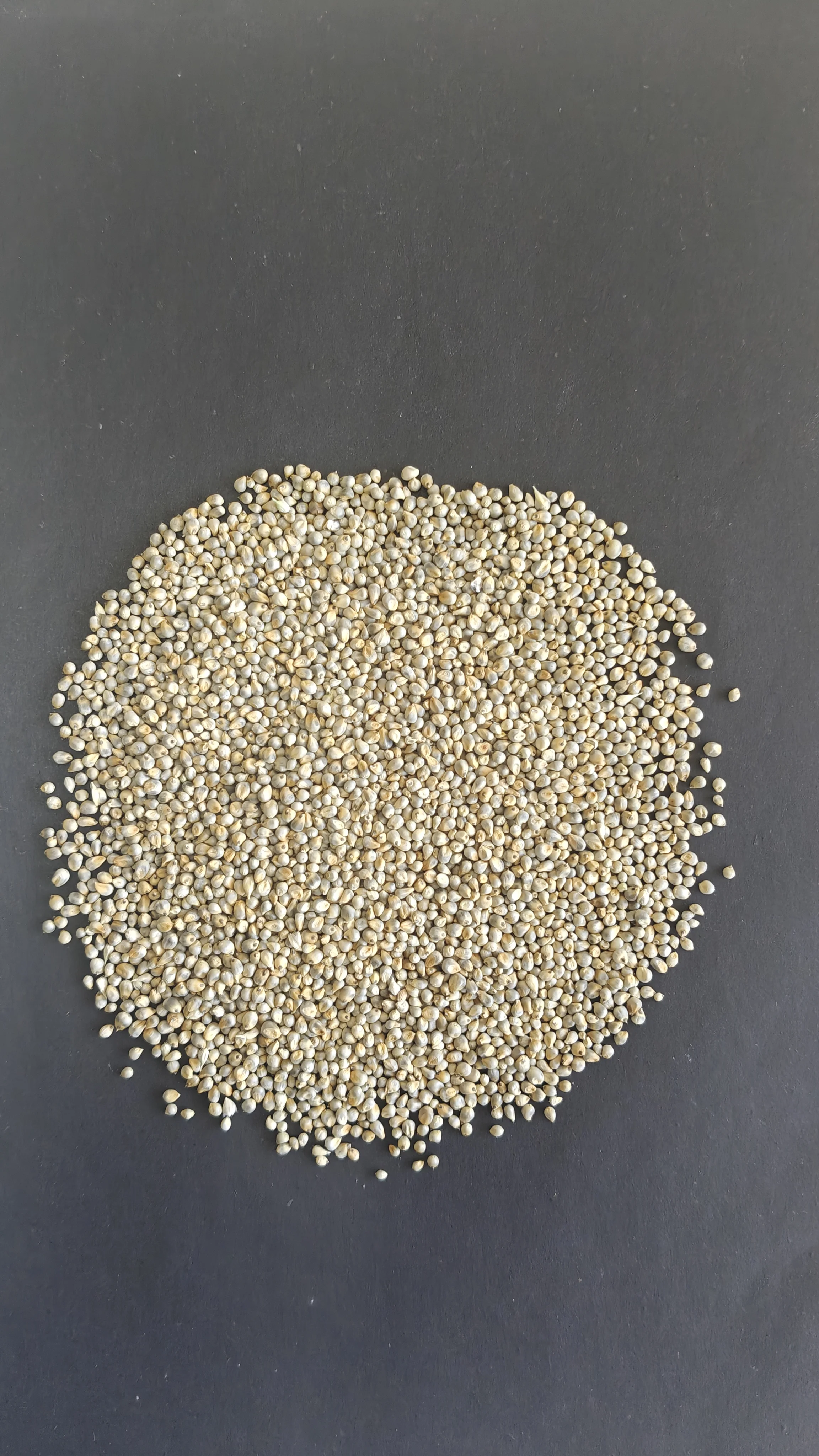 Pearl Millet Bajra