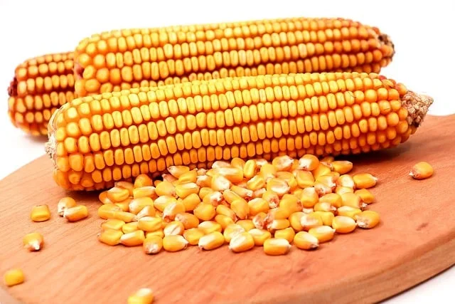 Maize Corn