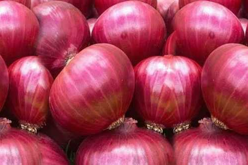 Fresh Red Onion (India Origin)