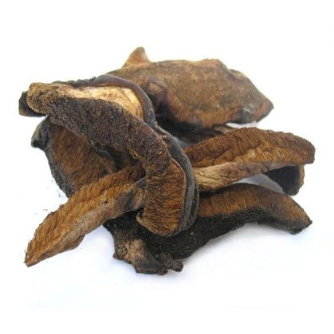 Boletus Luteus