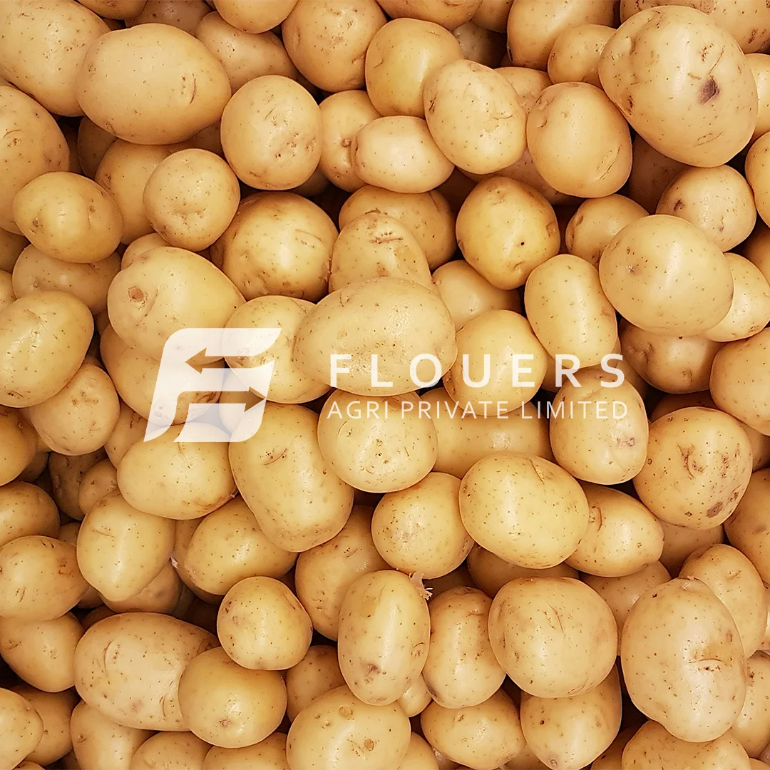Fresh Potato