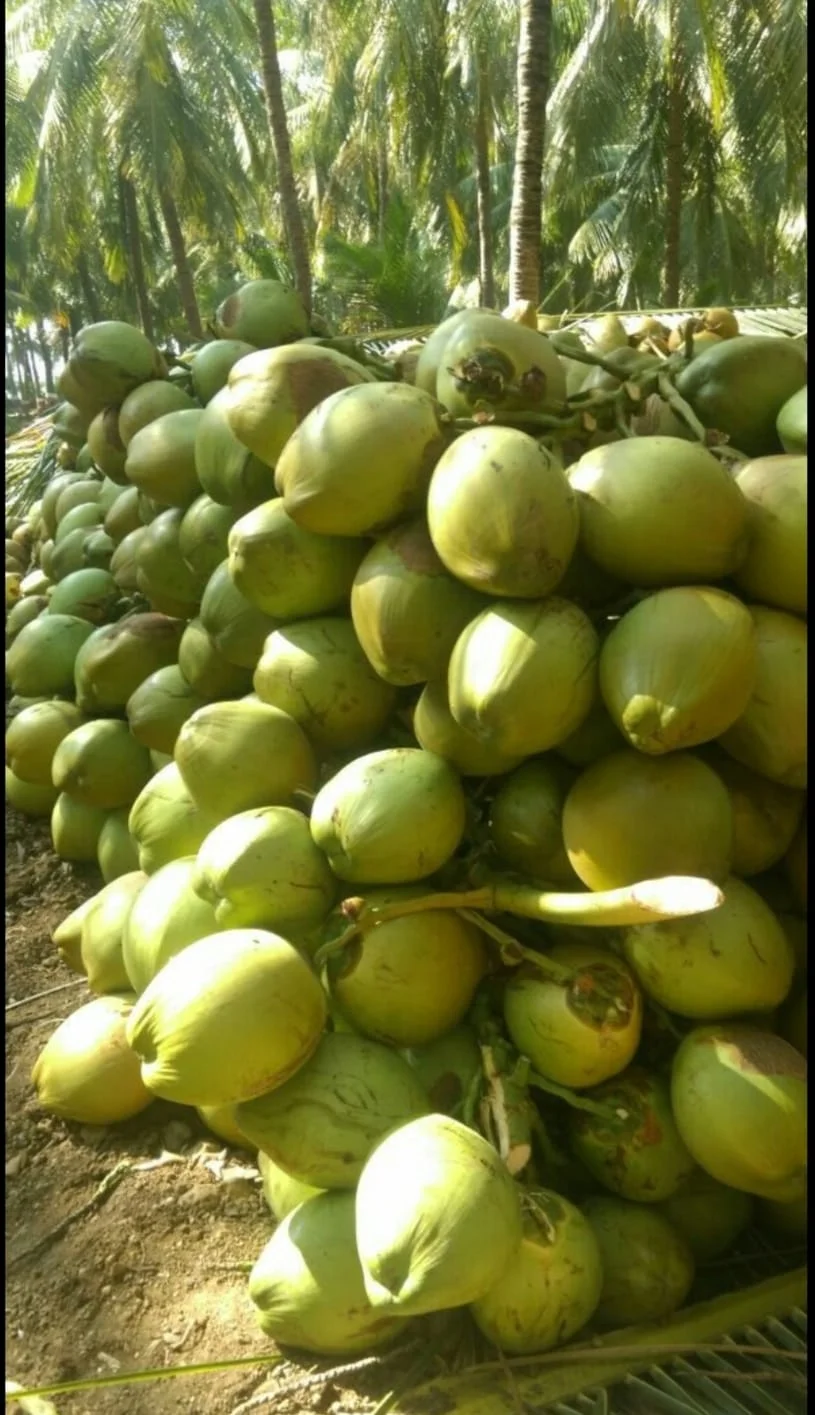Green coconut