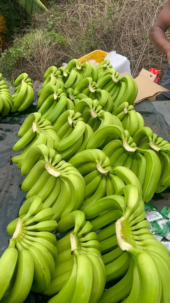 CAVANDISH BANANA (G9)