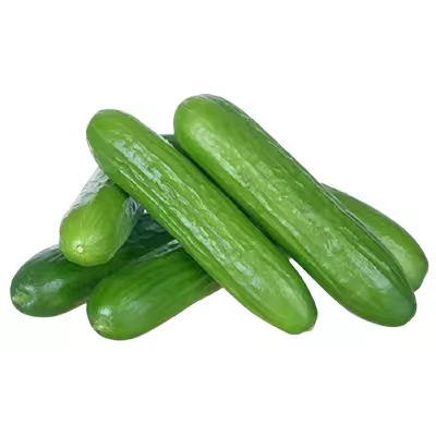 Fresh Cucumber for Wholesale &amp; Export Supply
