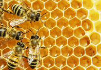 honey