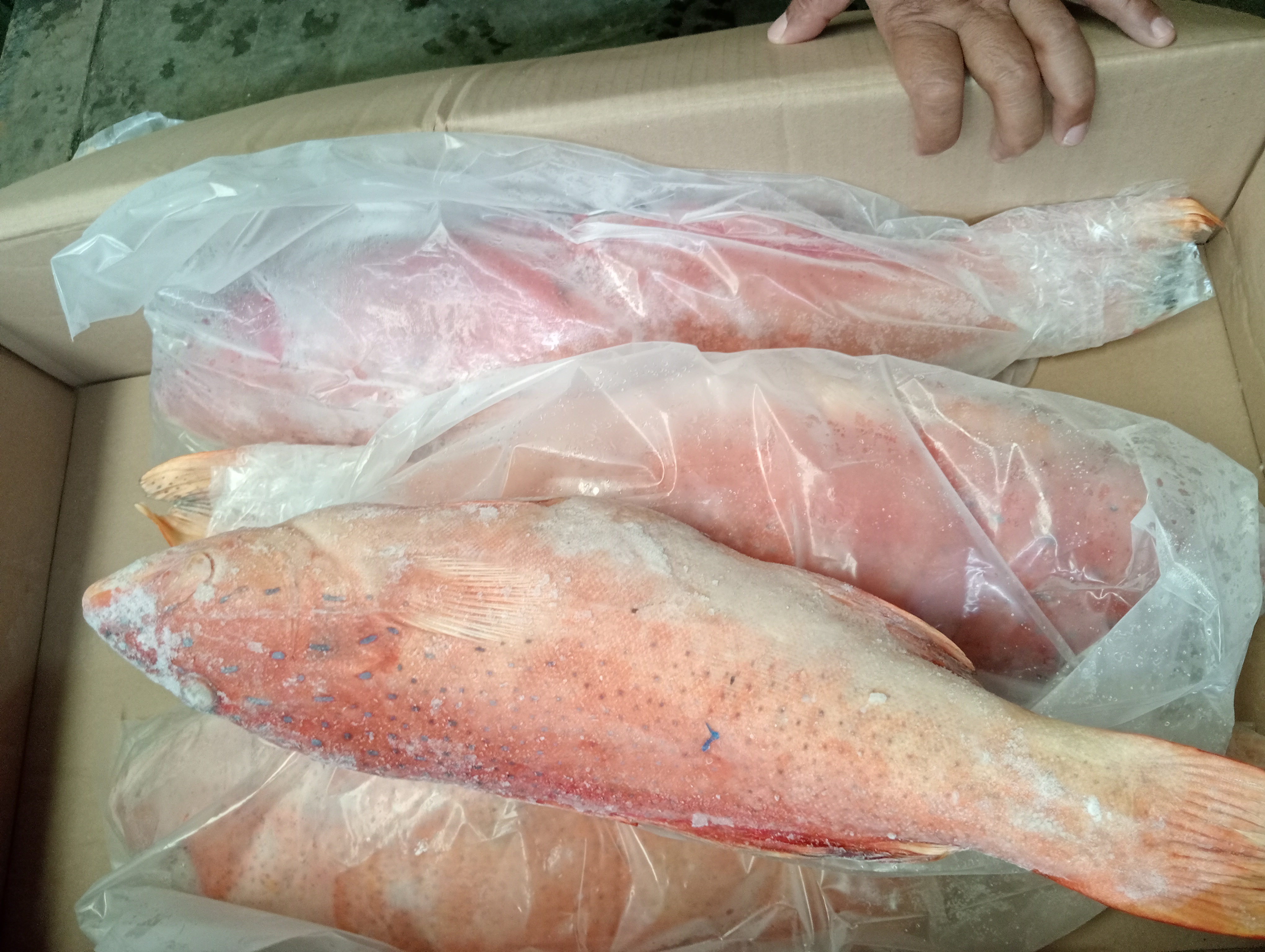 Grouper Fish