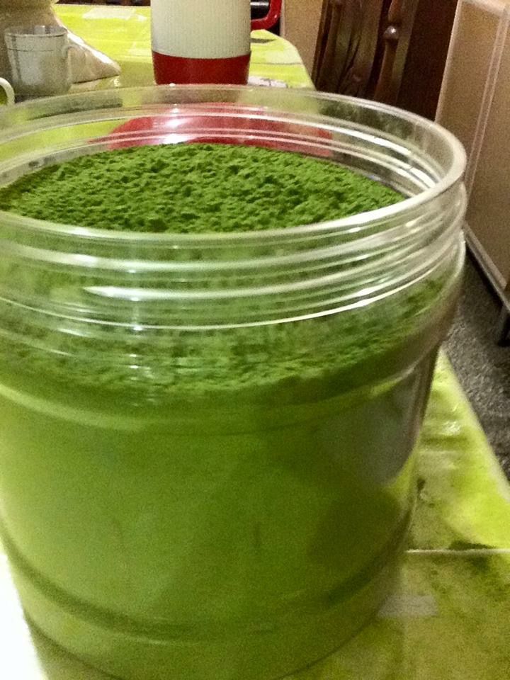 Moringa Powder
