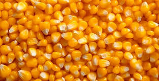 Yellow corn