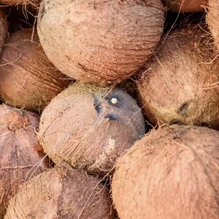 Export Grade Mature Brown Coconut for Food Processing, Coconut Milk, Coconut Cream, and Industrial Use
