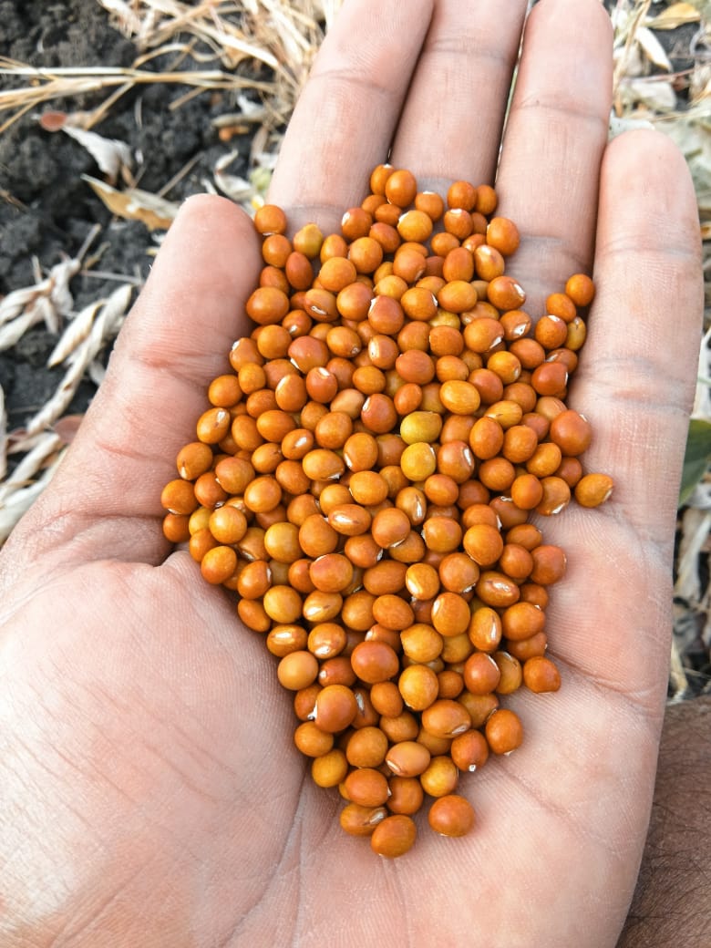 Toor dal ( Chickpeas ) A Grade