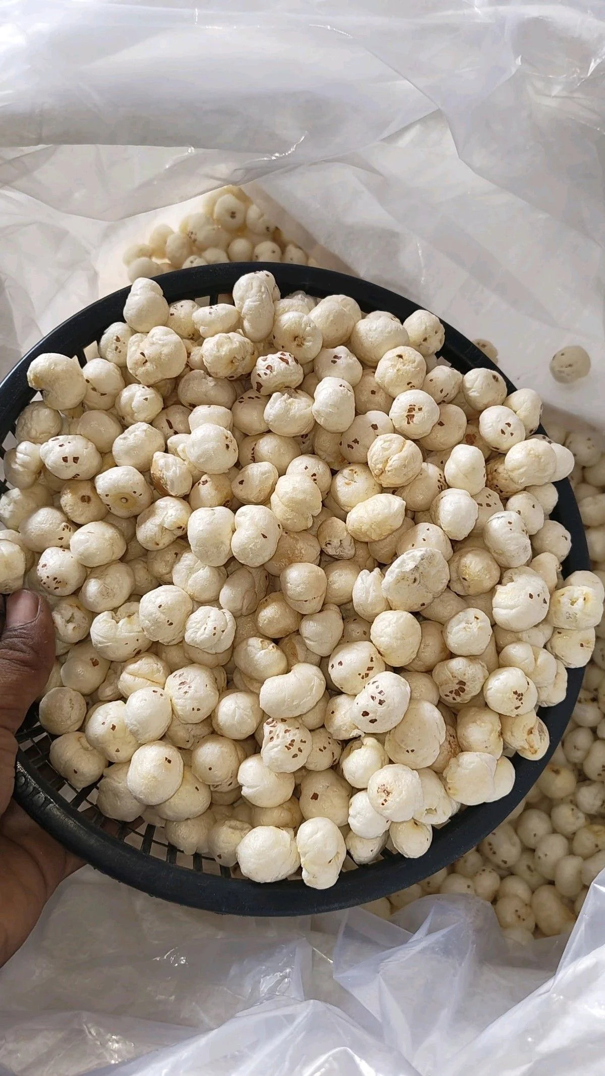 Raw export quality foxnut