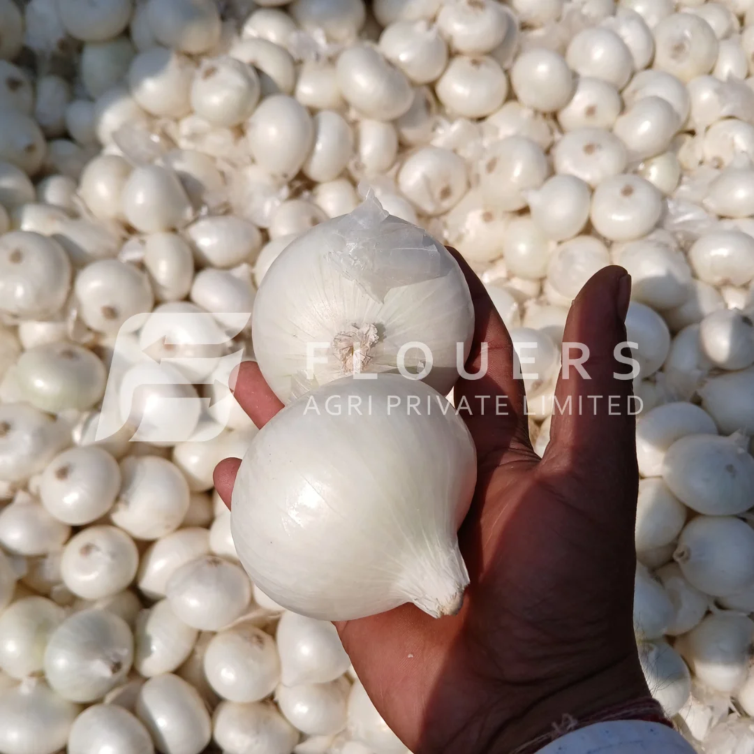 Fresh White Onion