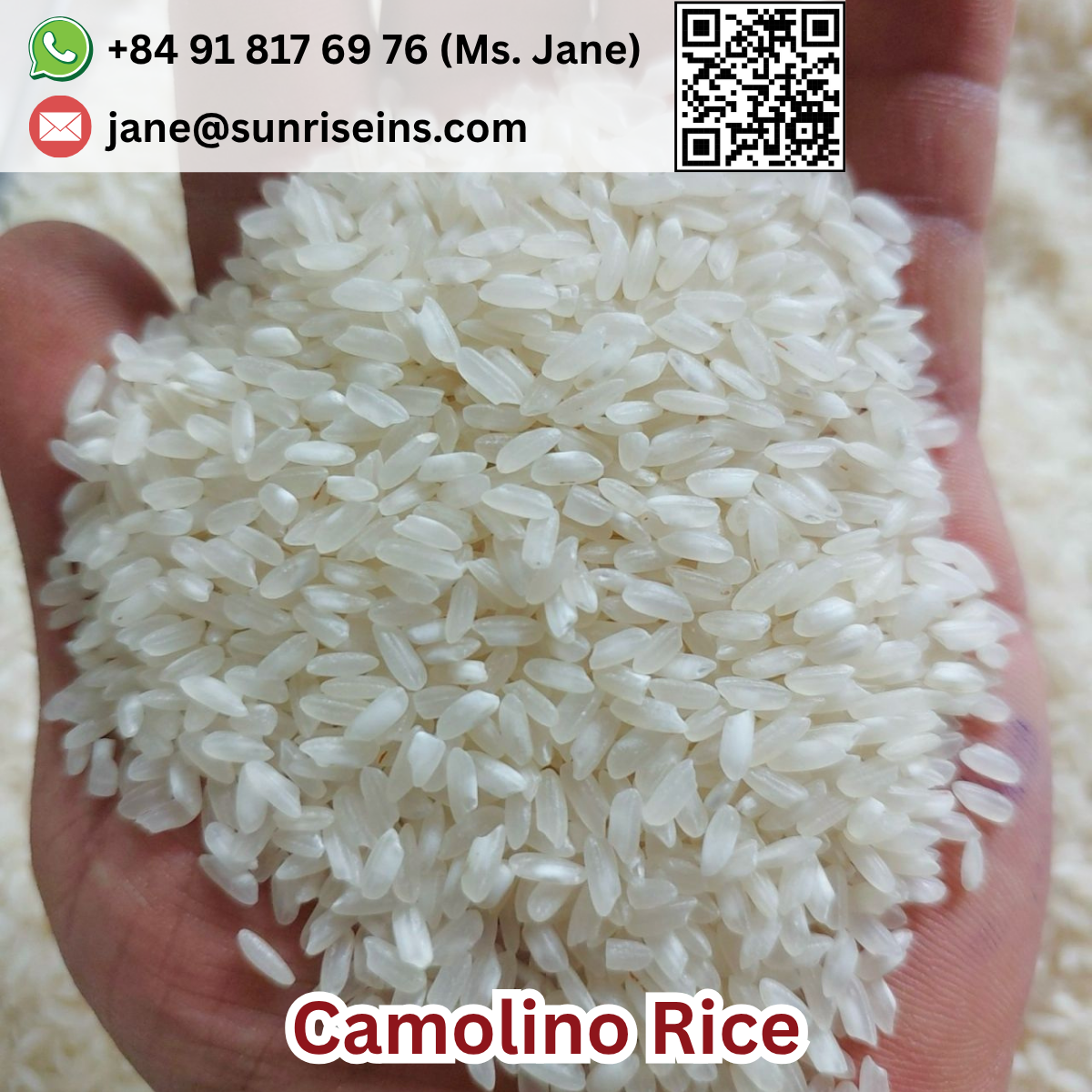 Camolino Rice 5% broken High quality Short Medium Round Grain