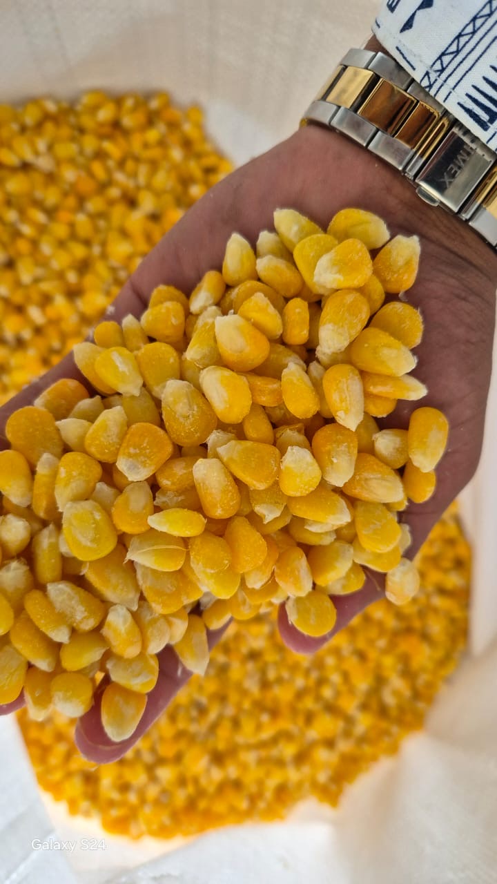 Sweet corn &amp; regular corn (Maize)