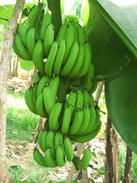 Green Banana