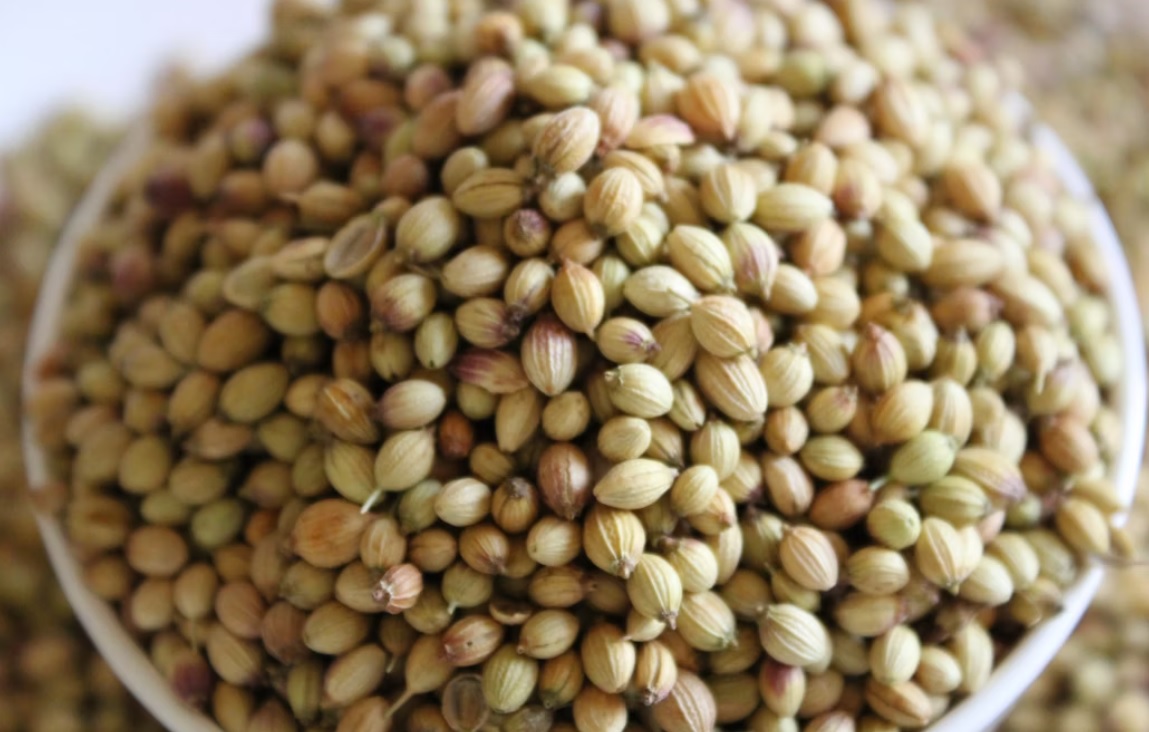 Premium Coriander Seeds (Whole/Split) High Purity Export Grade