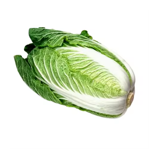 Fresh Chinese Cabbage for Culinary &amp; Food Processing Use