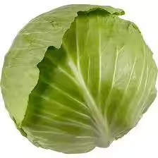 Fresh Cabbage for Culinary &amp; Food Processing Use