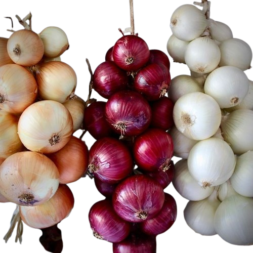 Premium Quality  Fresh White Onion