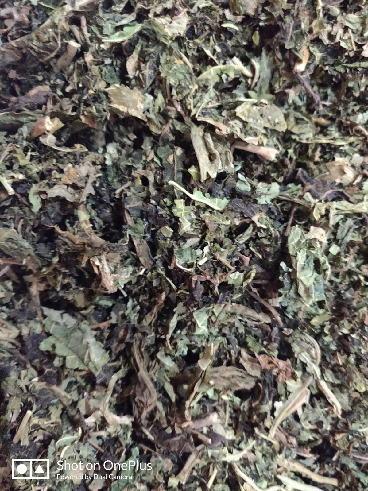 Papaya Leaves