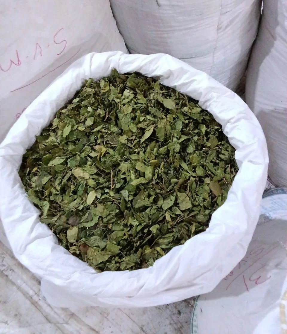 Gymnema Leaves