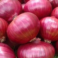 Export quality Onion available