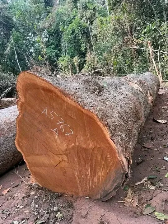 QUALITY AFRICAN EXOTICS WOOD