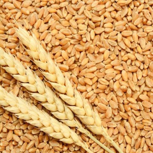 Wheat