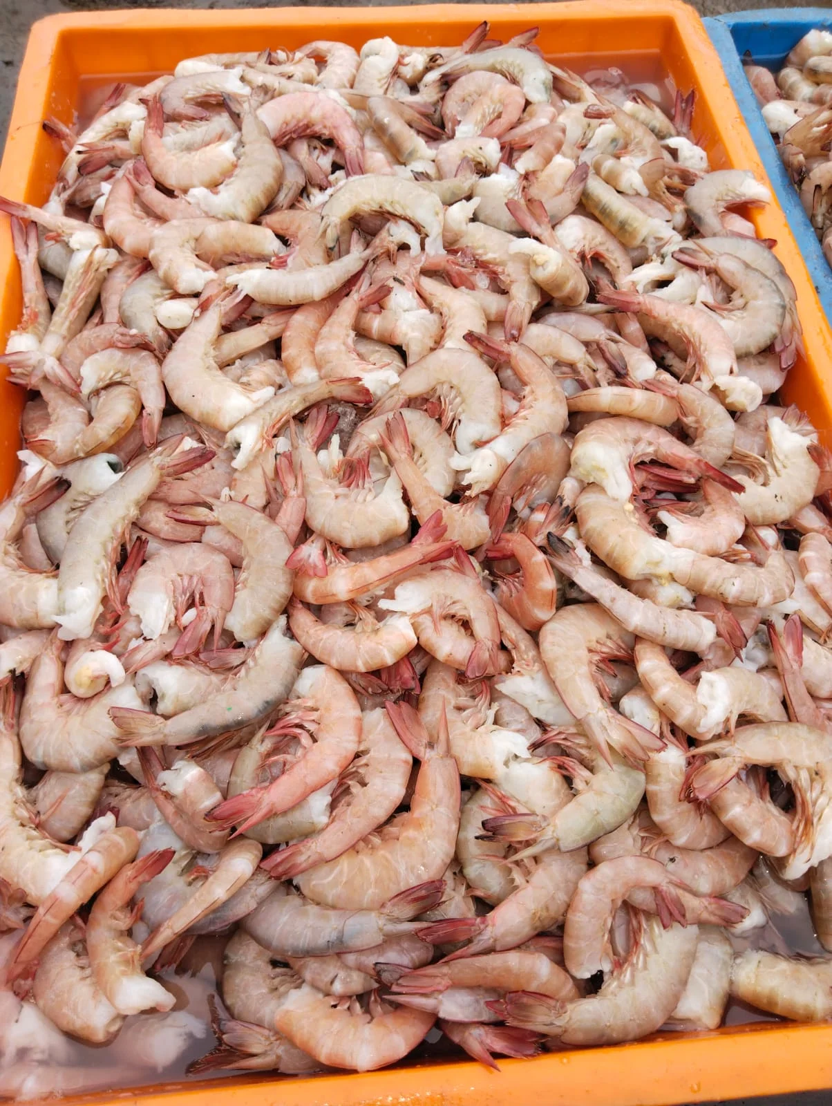 Wild caught