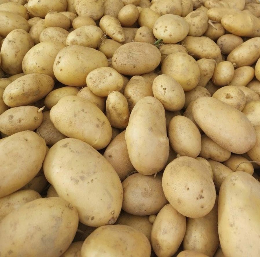 Fresh Potatoes for export