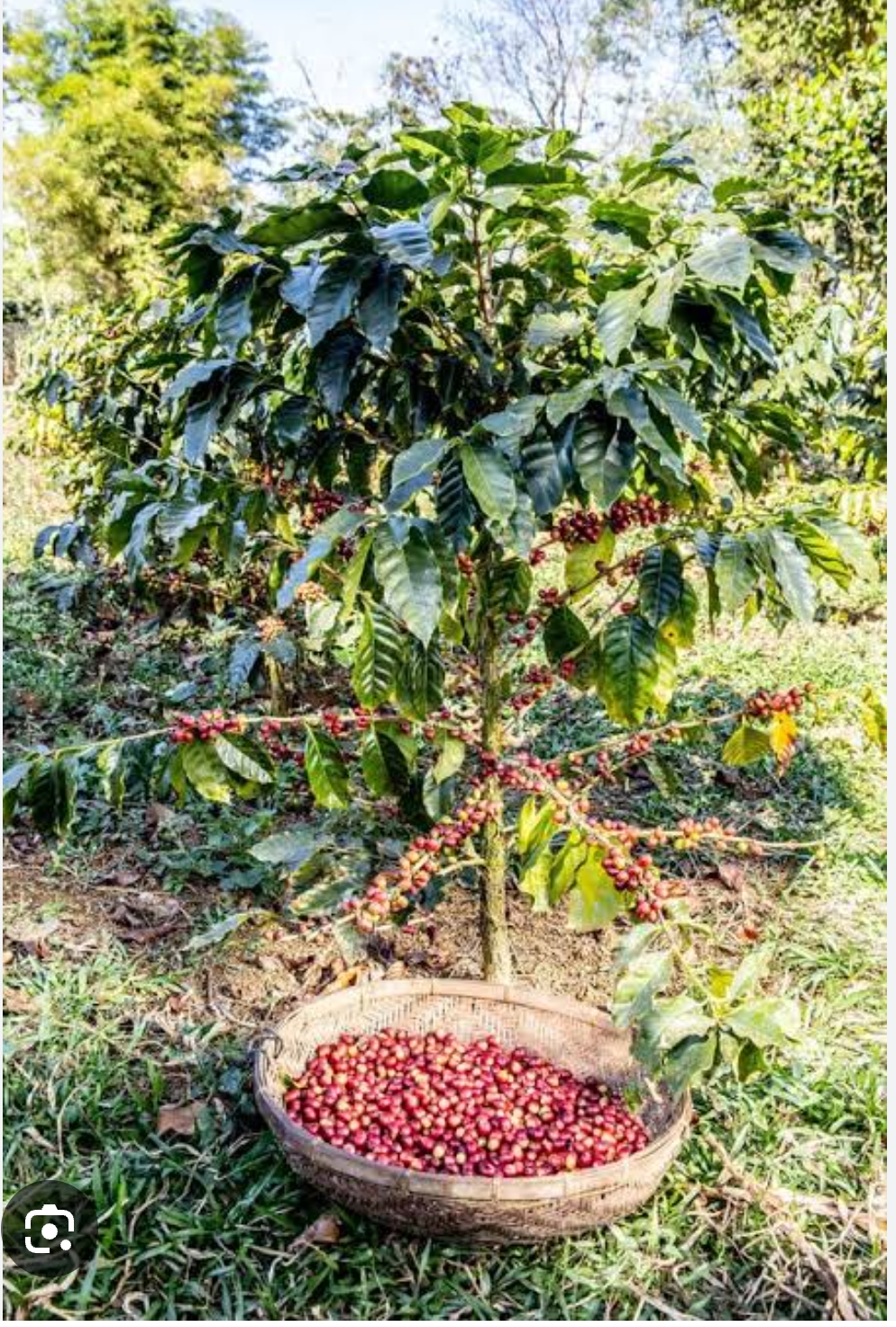 Green coffee beans, roasted AAA, AA AND A 