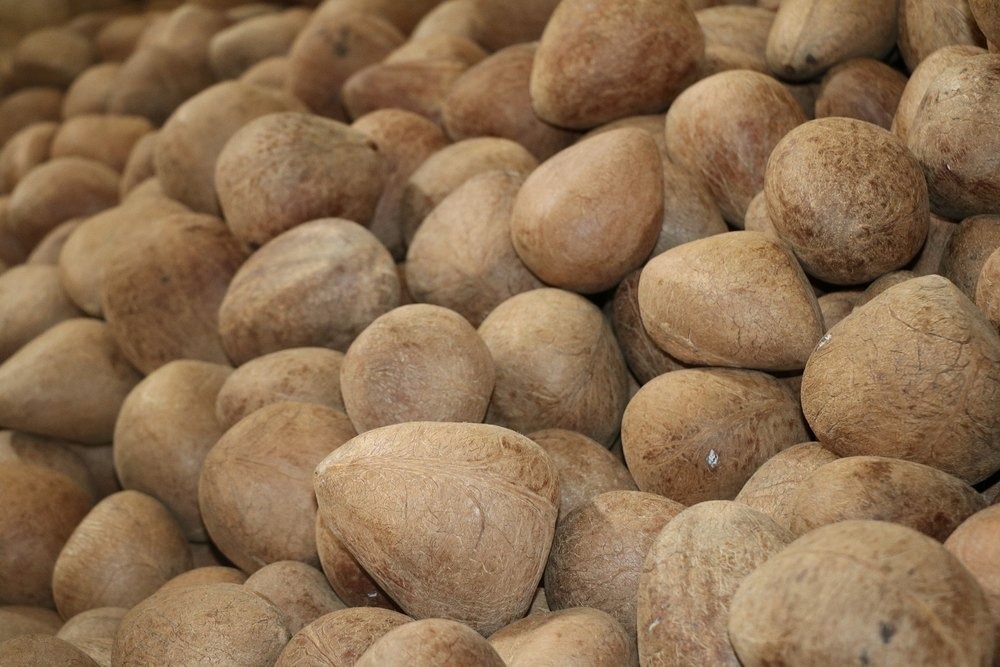 Copra Coconut 