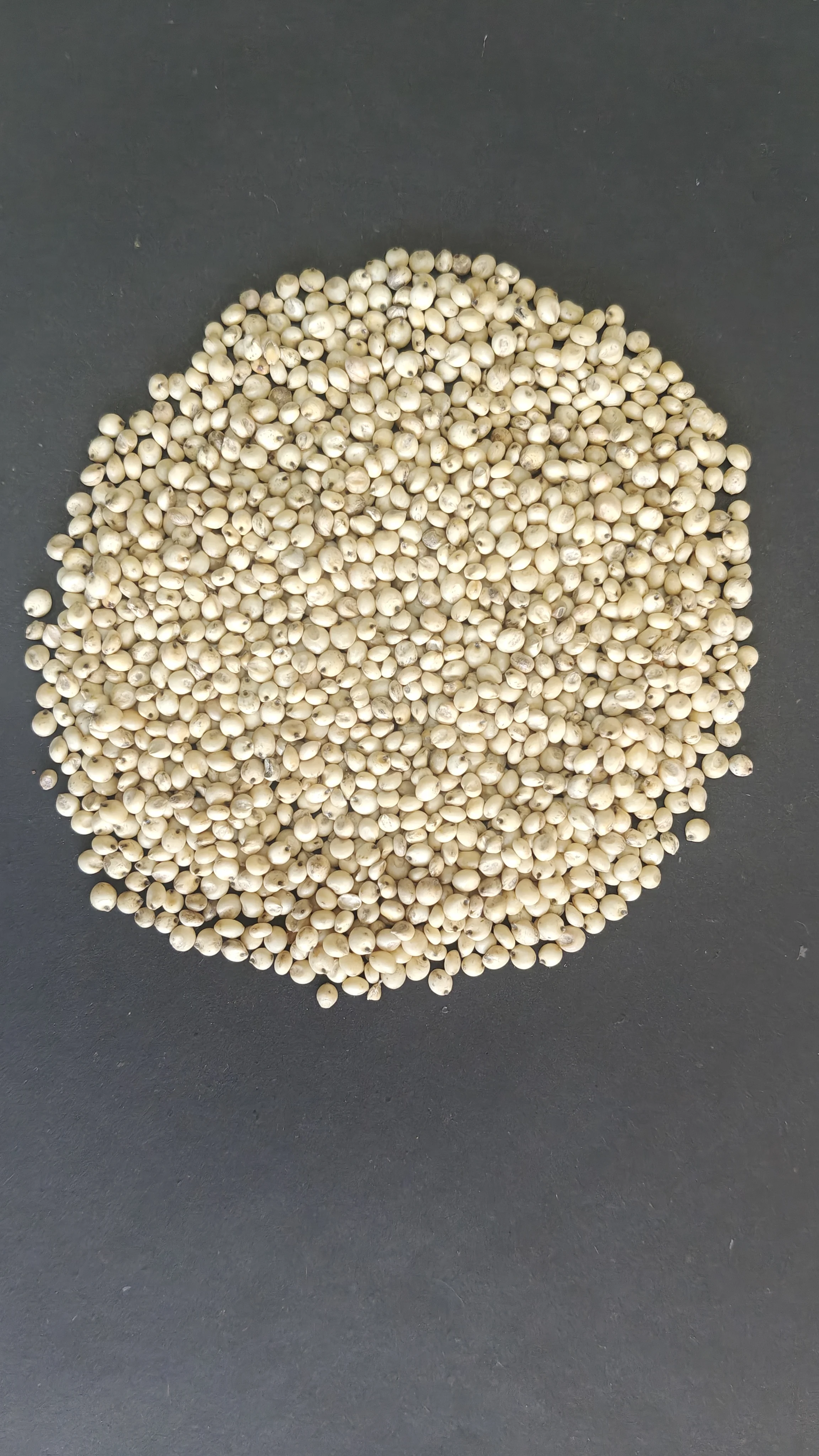 Sorghum Millet
