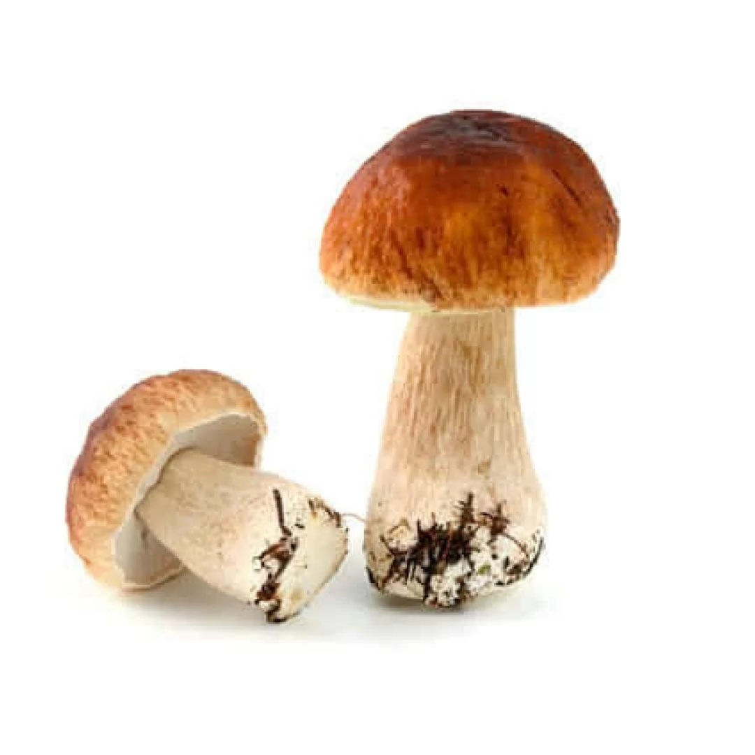 Boletus Edulis