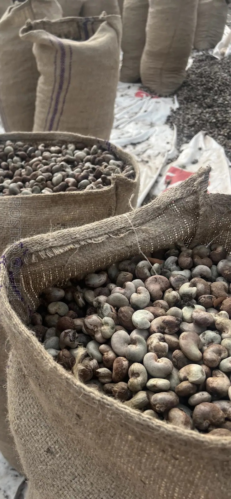 RAW CASHEW NUT (UNPROCESSED)