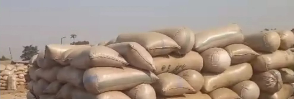 Sesame Seed