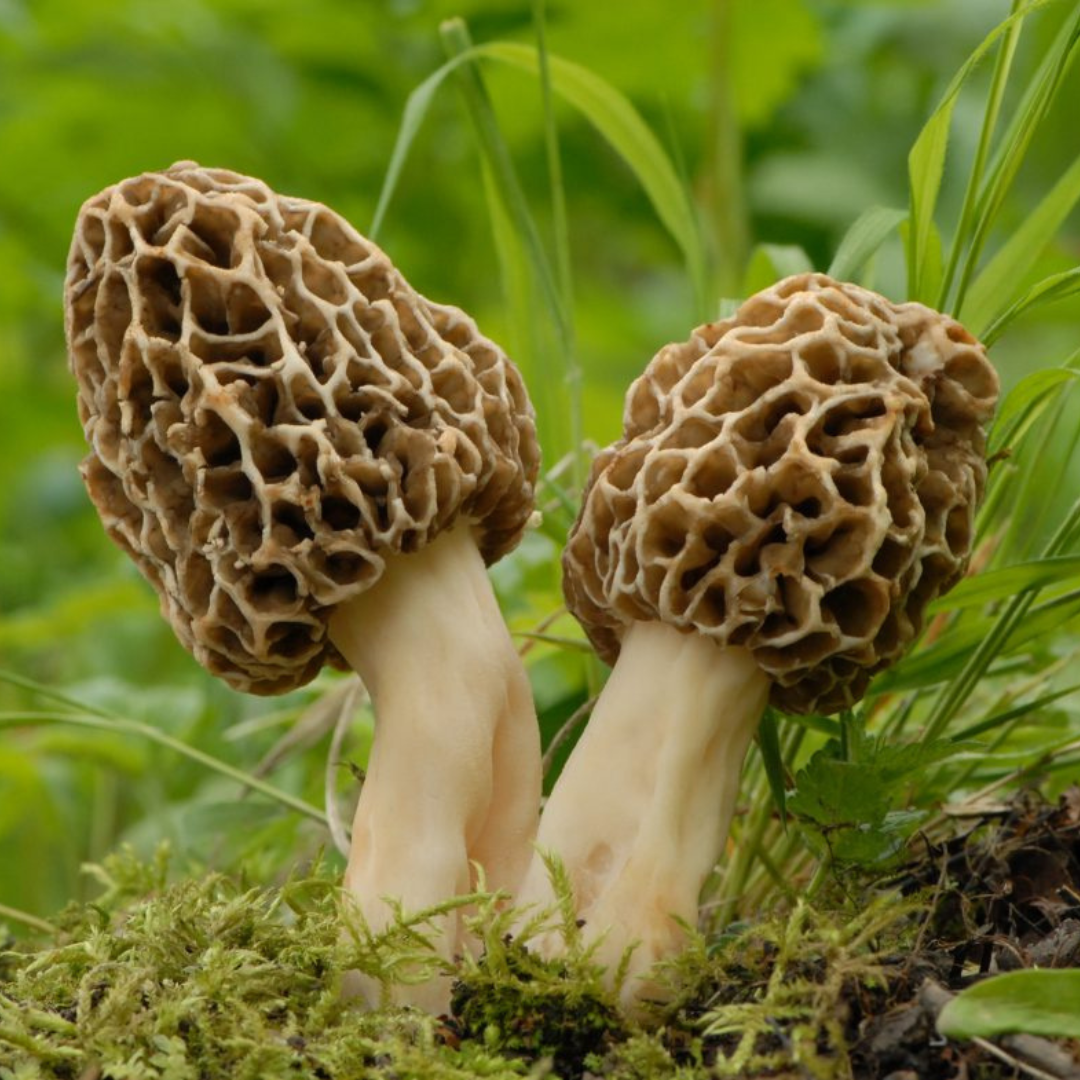 Morel