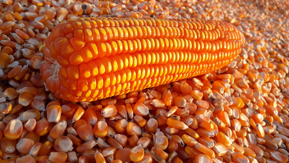 Yellow Corn GMO 