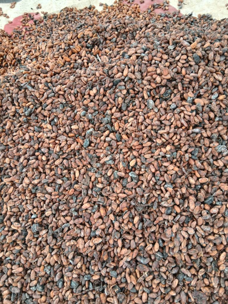 COCOA &amp; COFFEE EXPORT