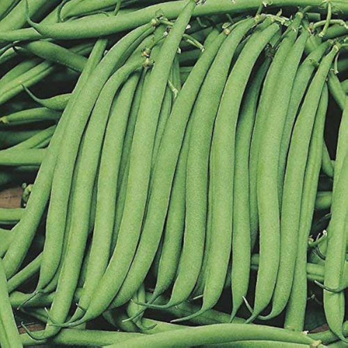 French Beans