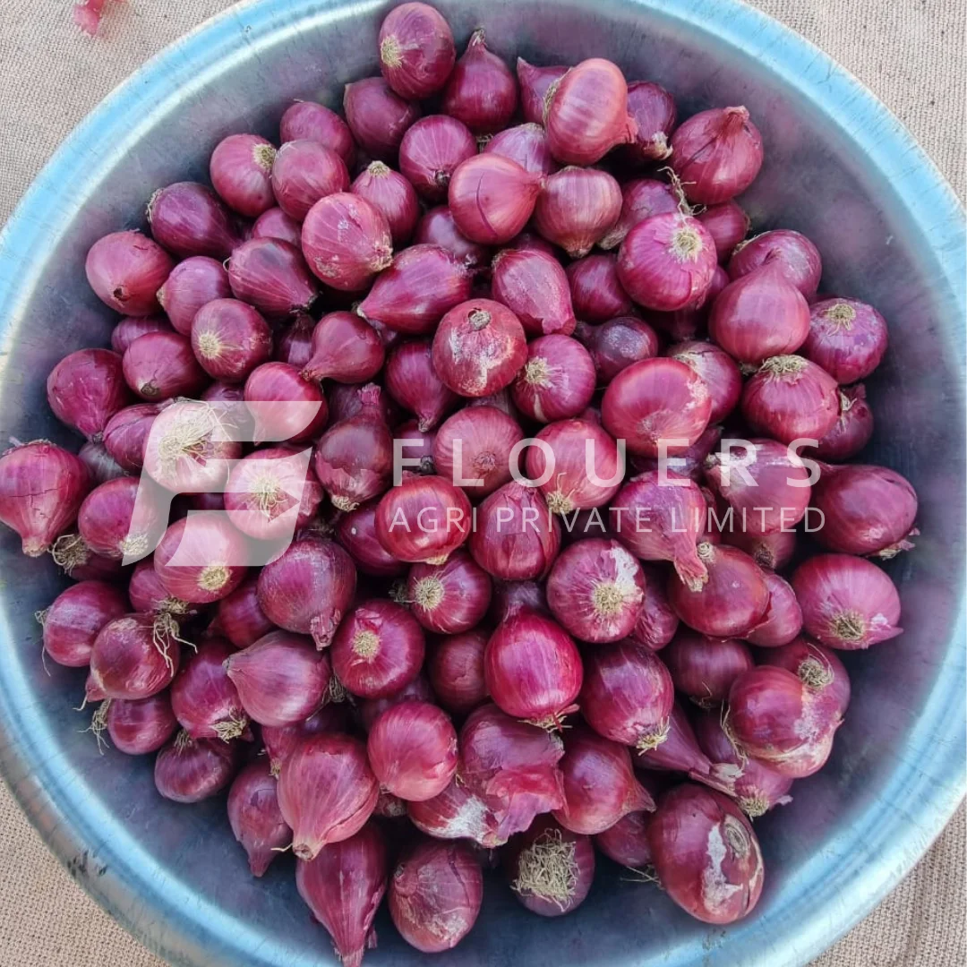 Fresh Red Onion