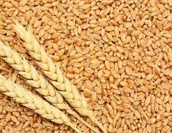 wheat