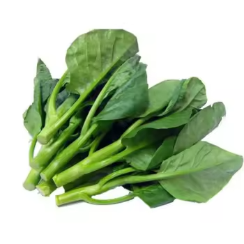 Fresh Chinese Kale for Culinary &amp; Food Processing Use