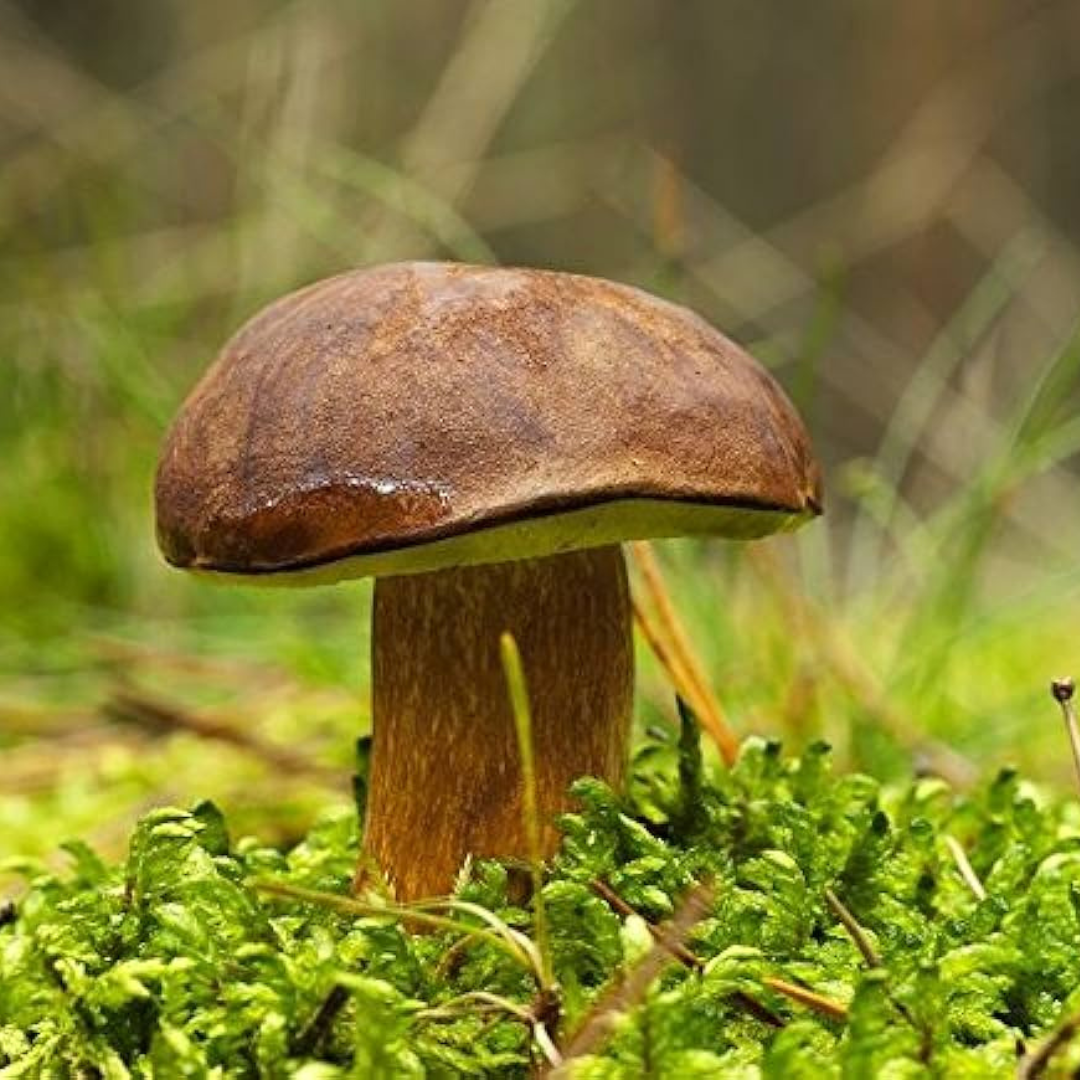 Boletus Dadius